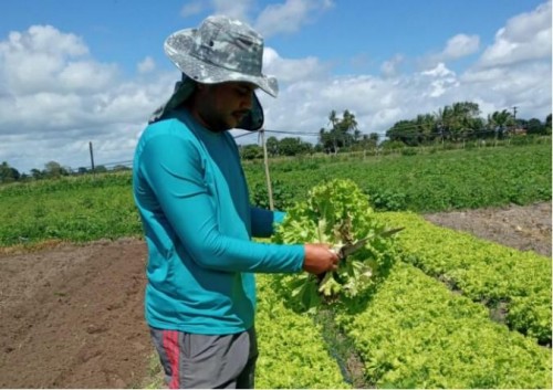 [Estudo apoiado pelo Governo de Alagoas visa reduzir a dependência de importações agrícolas]